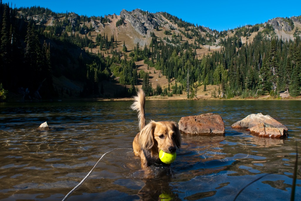 Sheepshead Lake jigsaw puzzle in Animals puzzles on TheJigsawPuzzles.com